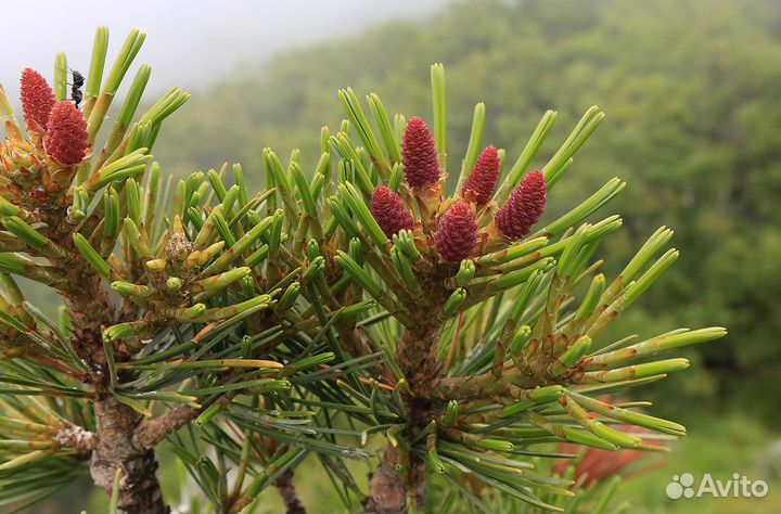 Кедр корейский (лат. Pinus koraiensis) 2022 год пр