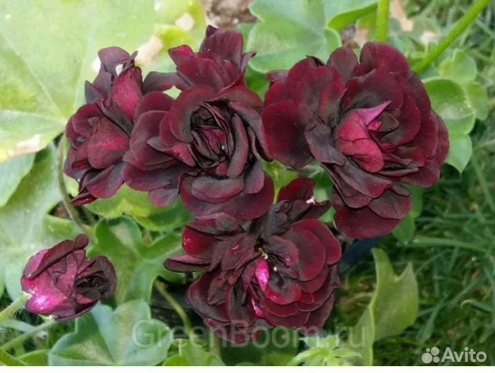 Пеларгония плющелистная