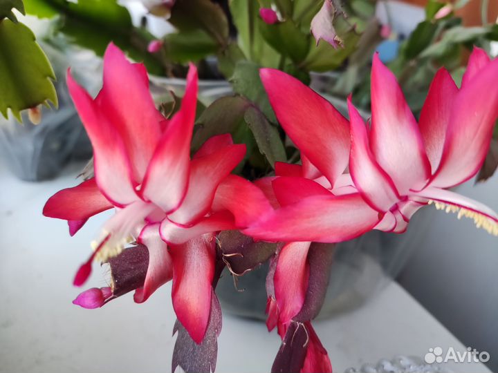 Декабрист Шлюмбергера