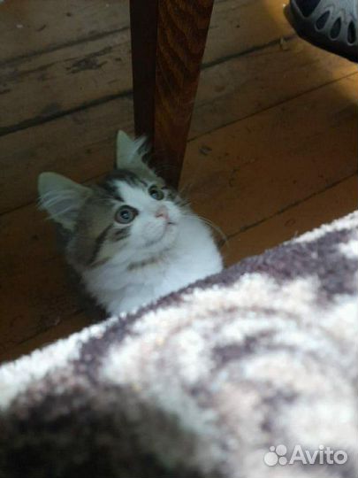 Котик трехцветный. На счастье,удачу и деньги