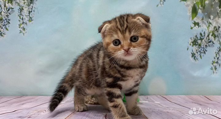 Котята шотландские. Прямоухие и вислоухие