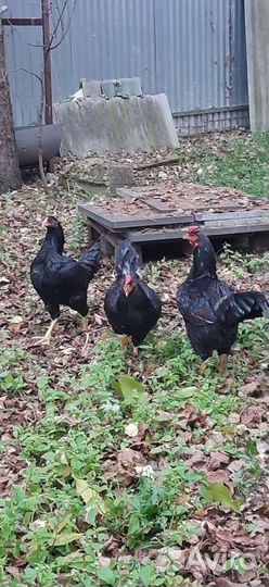 Корниш молодые петушки