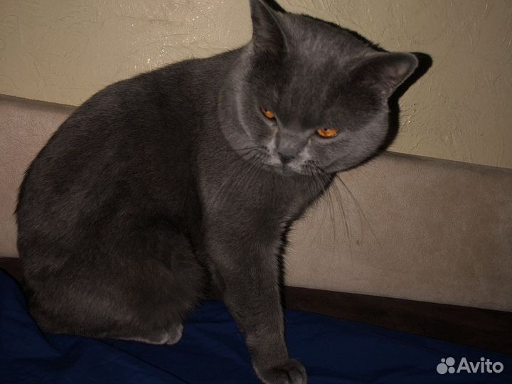 Британский кот вязка