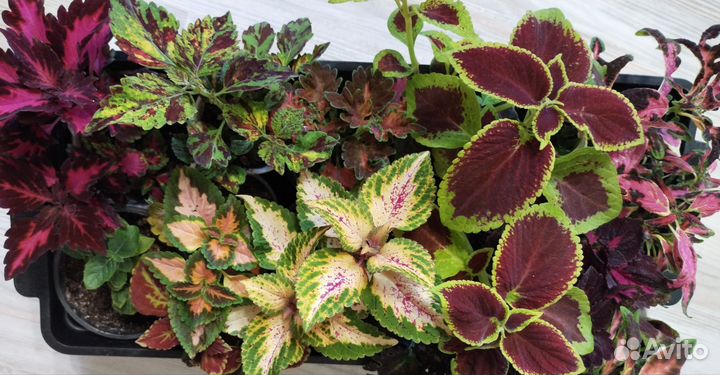 Колеусы и ипомея батат