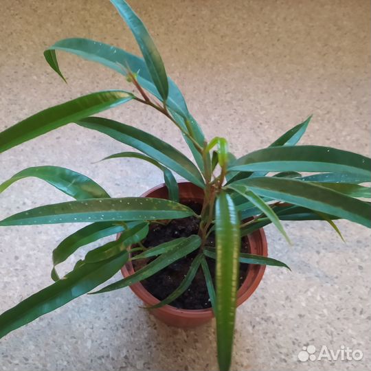 Продажа комнатных цветов