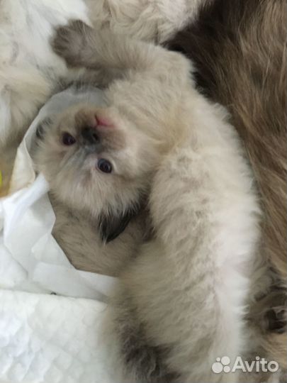 Белые котята голубоглазые