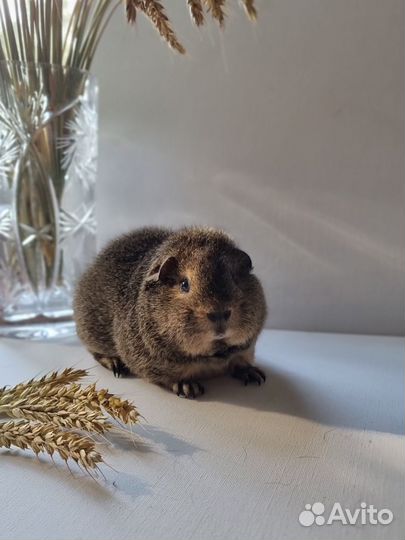 Морская свинка американский тедди