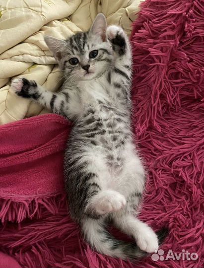 Кошечка британская