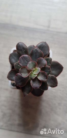 Суккуленты