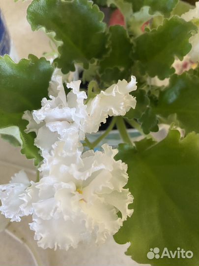 Цветы фиалки