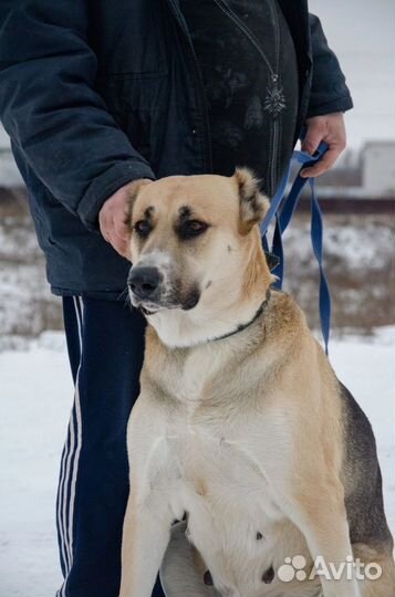 Щенки сао алабай