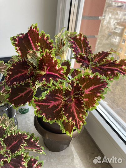 Махровые Колеусы