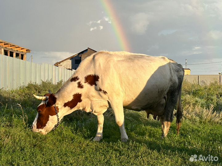 Коровы дойные молочные