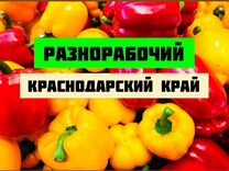 Разнорабочий проезд/проживание Краснодарский край