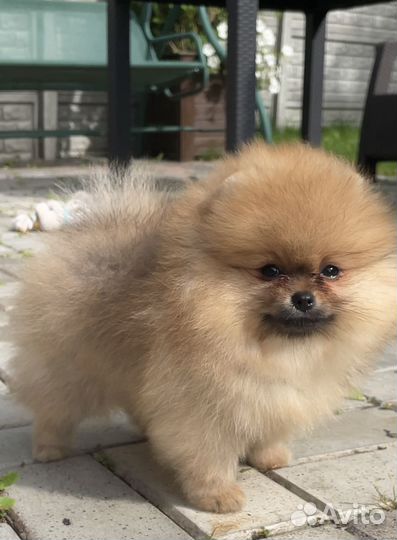 Шпиц мальчик щенок