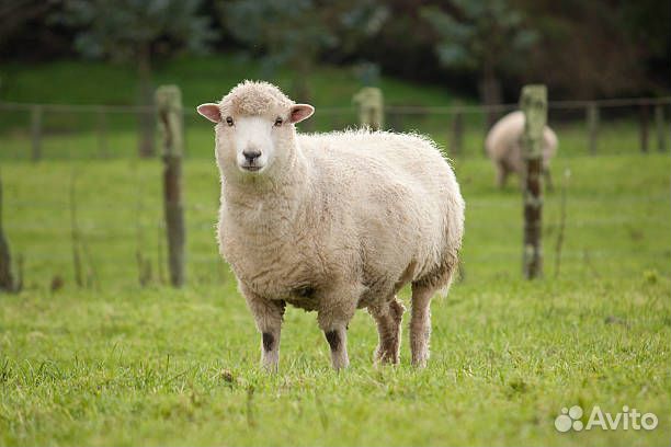 Овцы бараны ягнята