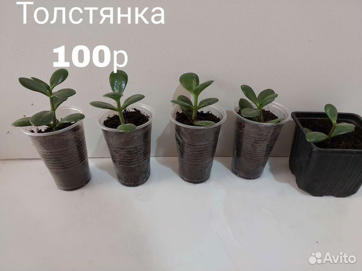 Комнатные цветы