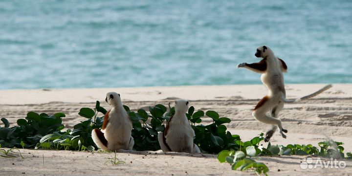 Путешествие на Мадагаскар : остров уникальных прик