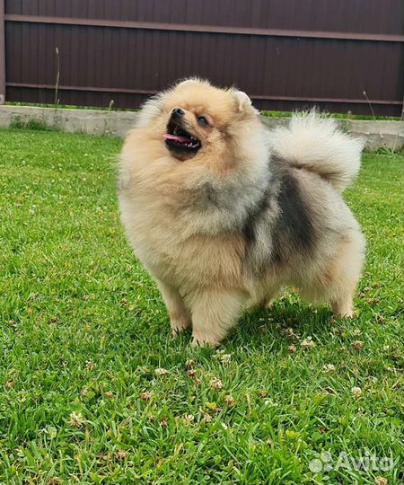 Мальчик, редкий окрас