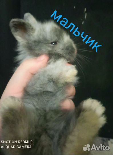 Декоративные кролики