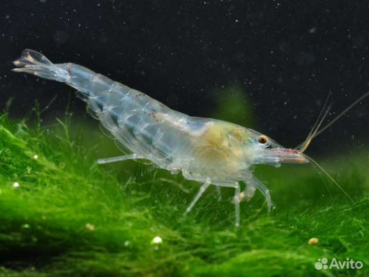 Креветка серая