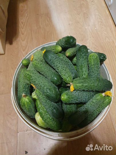 Огурцы домашние засолочные