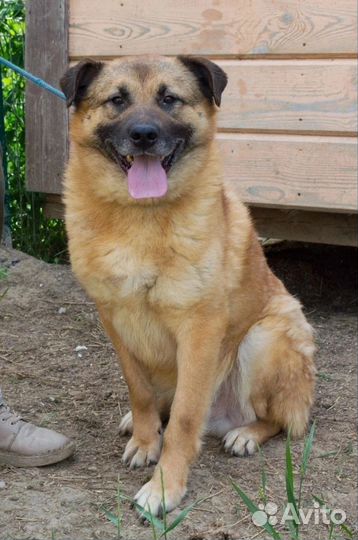 Зефир ищет любящую семью