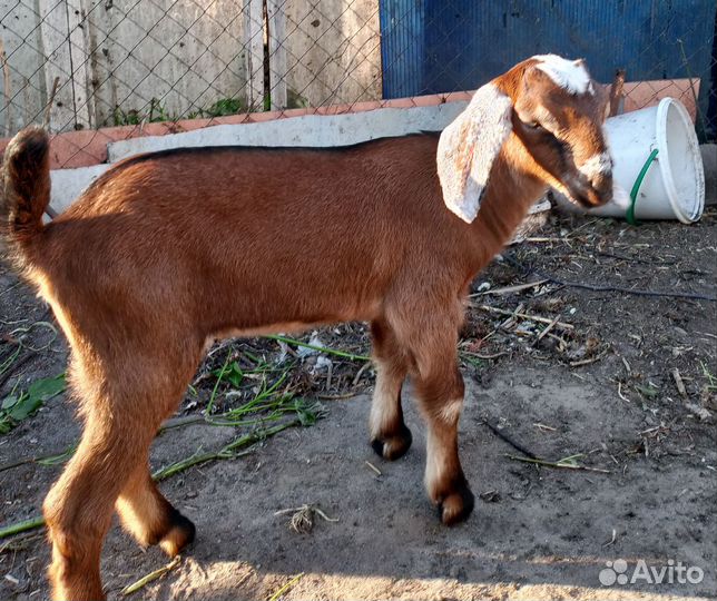 Козлята нубийские