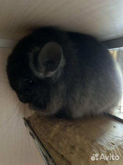 Шиншилла мальчики