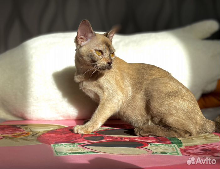 Бурманская кошечка черепахового раскраса
