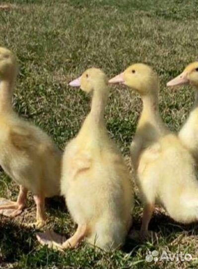 Цыплята бройлеры, гусята утята, мулард индюшата