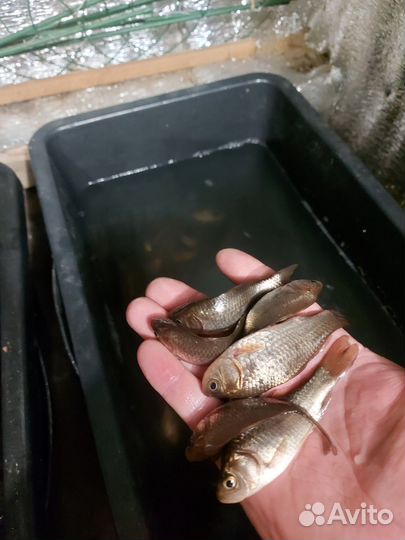 Живец карась 10р.шт.Злынка