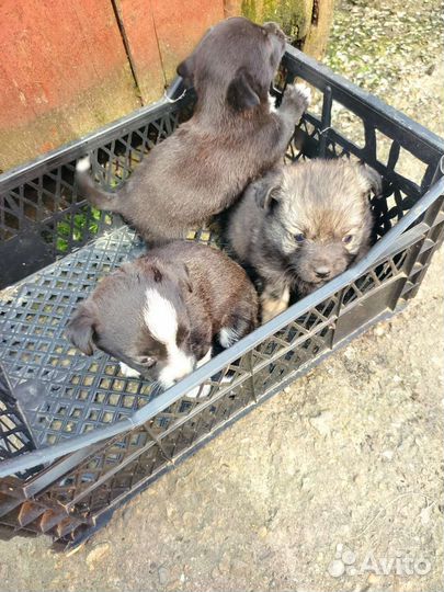 Щенки