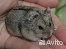 Джунгарский хомяк
