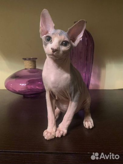 Котята Канадского Сфинкса