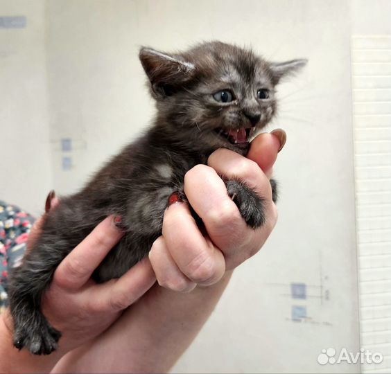 Котёнок в дар бесплатно
