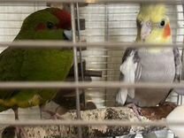 Попугаи : какарик и корелла, молодые самцы