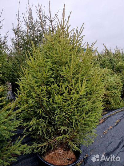 Ель обыкновенная в ассортименте
