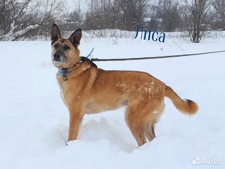 Собаки, разные, большой выбор
