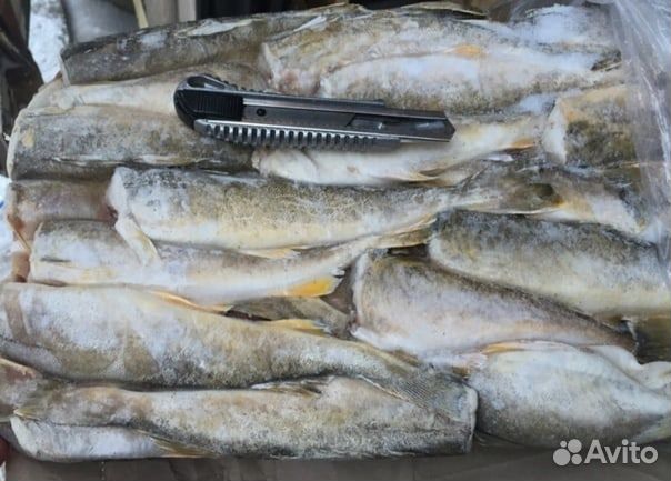 Навага без головы 17-23см 22 кг