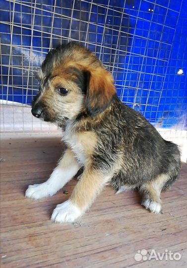 Щеночки в добрые руки