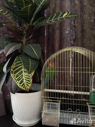 Попугай неразлучник с клеткой