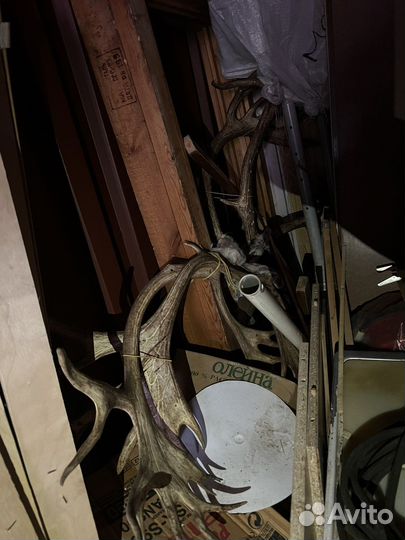 Оленьи рога