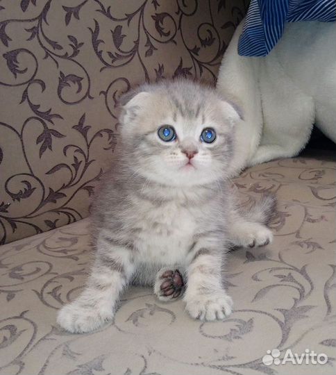 Шотландские котята
