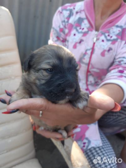 Отдам бесплатно щенков