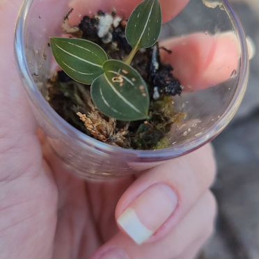 Лудизия двуцветная