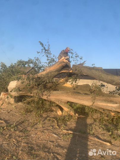 Спил деревьев