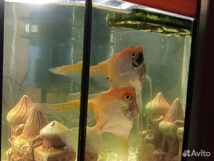 Аквариумные рыбки скалярии