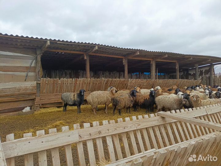 Овцы бараны
