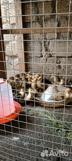 Утята индоутки